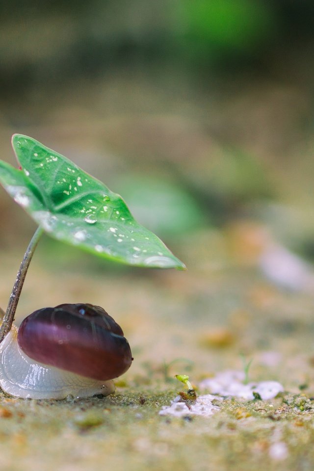 Обои природа, макро, фон, капли, лист, улитка, nature, macro, background, drops, sheet, snail разрешение 2048x1365 Загрузить