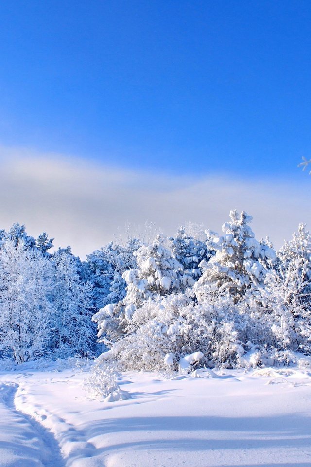 Обои небо, деревья, снег, природа, лес, зима, тропинка, следы, the sky, trees, snow, nature, forest, winter, path, traces разрешение 2560x1600 Загрузить