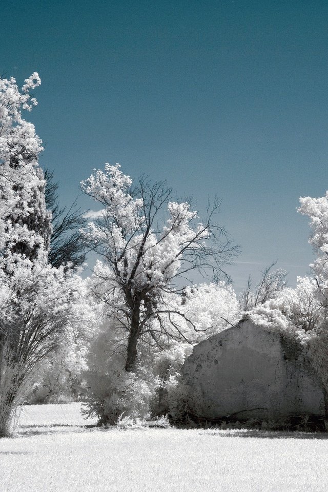 Обои небо, деревья, снег, зима, иней, инфракрасный снимок, the sky, trees, snow, winter, frost, infrared the разрешение 2048x1356 Загрузить