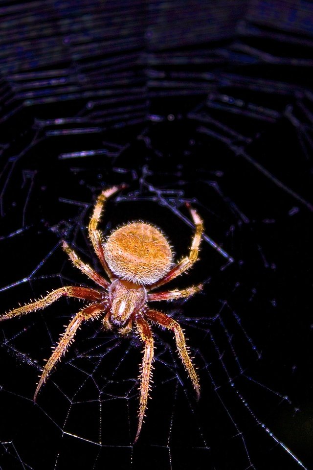 Обои макро, черный фон, паук, паутина, членистоногие, macro, black background, spider, web, arthropods разрешение 2880x1800 Загрузить