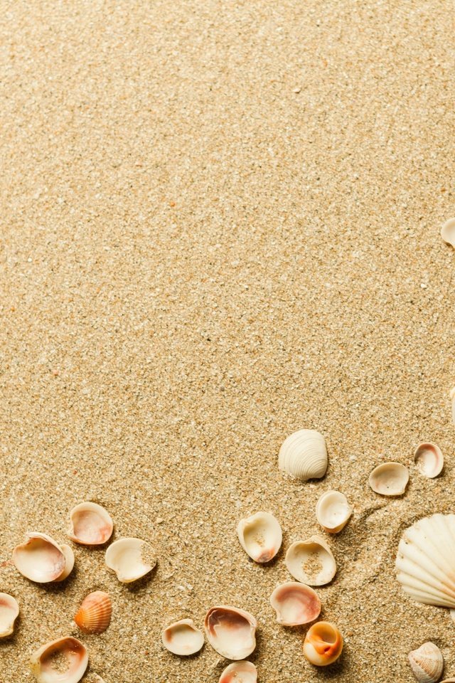 Обои песок, пляж, ракушки, sand, beach, shell разрешение 3840x2560 Загрузить