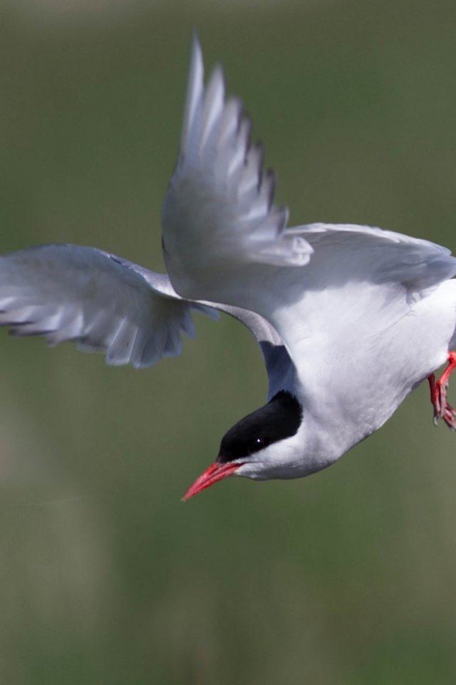 Обои полет, крылья, птица, клюв, хвост, полярная крачка, flight, wings, bird, beak, tail, arctic tern разрешение 2048x1152 Загрузить