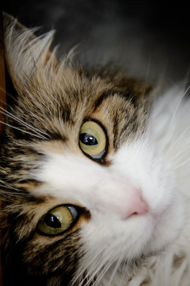 Обои портрет, кот, мордочка, усы, кошка, взгляд, portrait, cat, muzzle, mustache, look разрешение 4928x3280 Загрузить