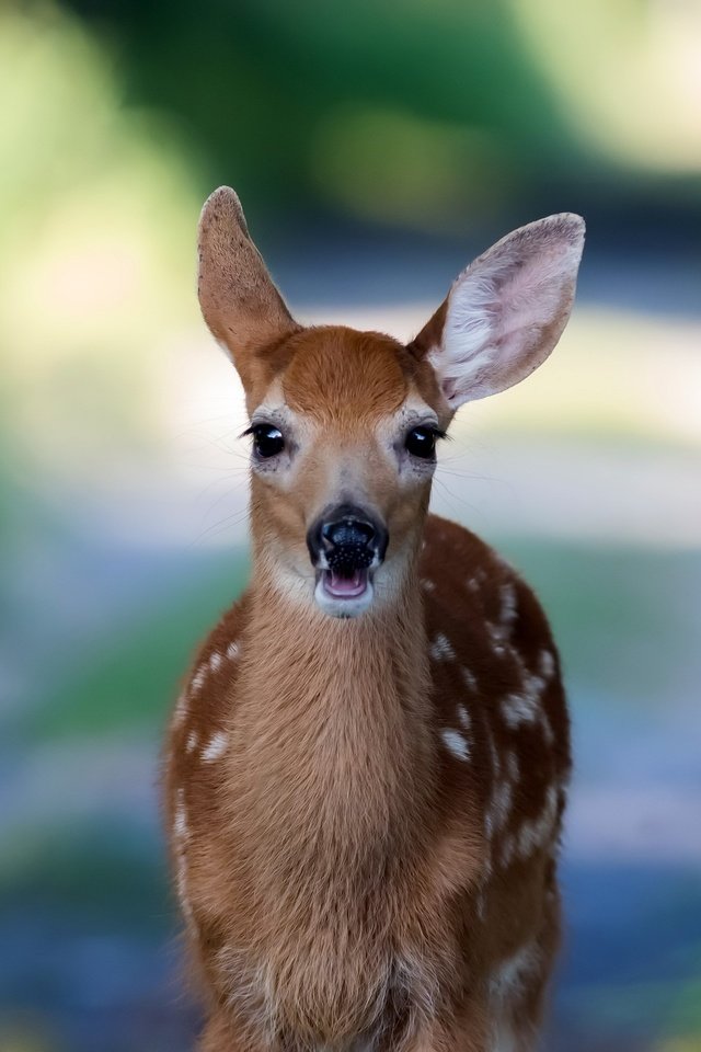 Обои природа, олень, фон, мордочка, взгляд, косуля, олененок, nature, deer, background, muzzle, look, roe, fawn разрешение 2560x1706 Загрузить