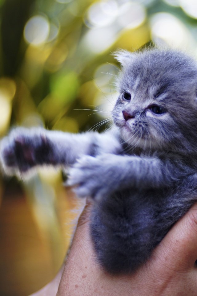 Обои рука, лапки, фон, кот, кошка, котенок, маленький, серый, пальцы, малыш, baby, hand, legs, background, cat, kitty, small, grey, fingers разрешение 5251x2954 Загрузить