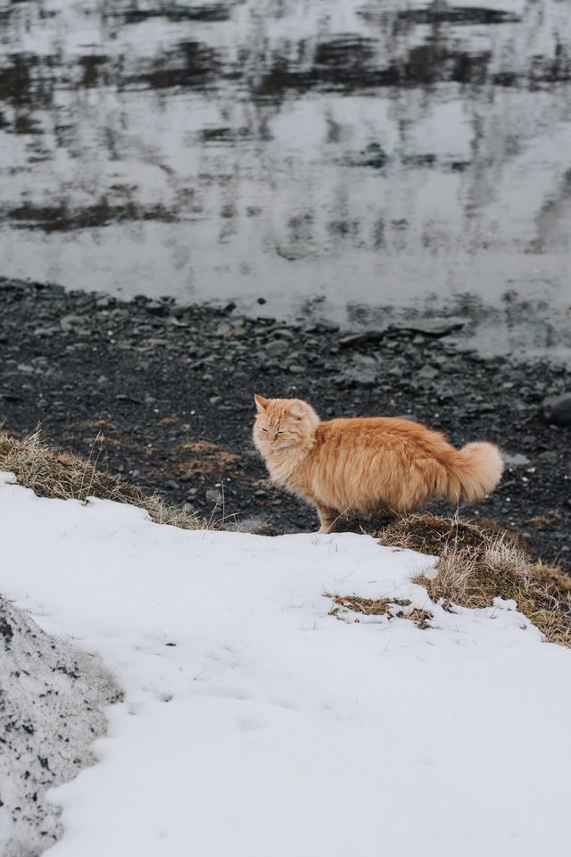 Обои снег, кот, мордочка, усы, кошка, взгляд, рыжий, snow, cat, muzzle, mustache, look, red разрешение 7360x4912 Загрузить