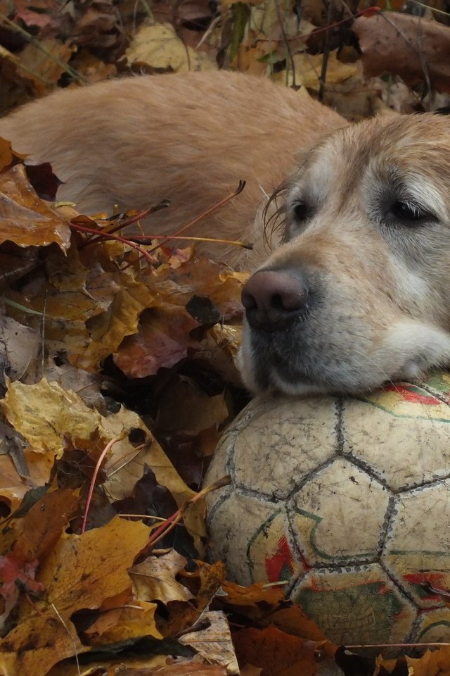 Обои листья, осень, собака, мяч, золотистый ретривер, leaves, autumn, dog, the ball, golden retriever разрешение 4608x3456 Загрузить