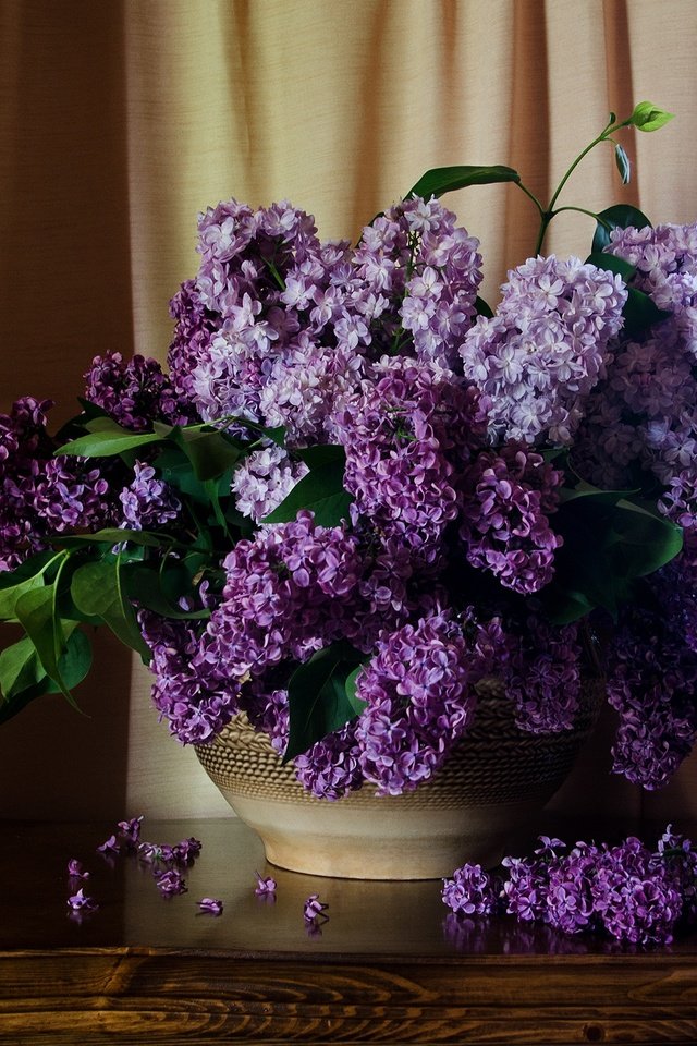 Обои цветы, шторы, стол, букет, сирень, натюрморт, flowers, curtains, table, bouquet, lilac, still life разрешение 2000x1620 Загрузить