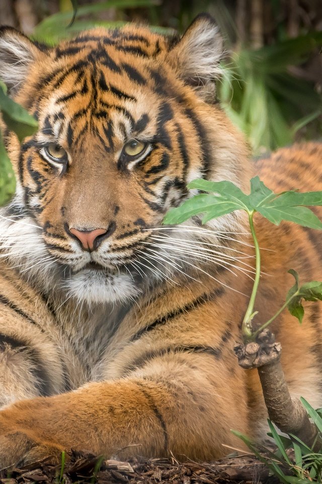 Обои тигр, хищник, животное, зверь, tiger, predator, animal, beast разрешение 2048x1365 Загрузить