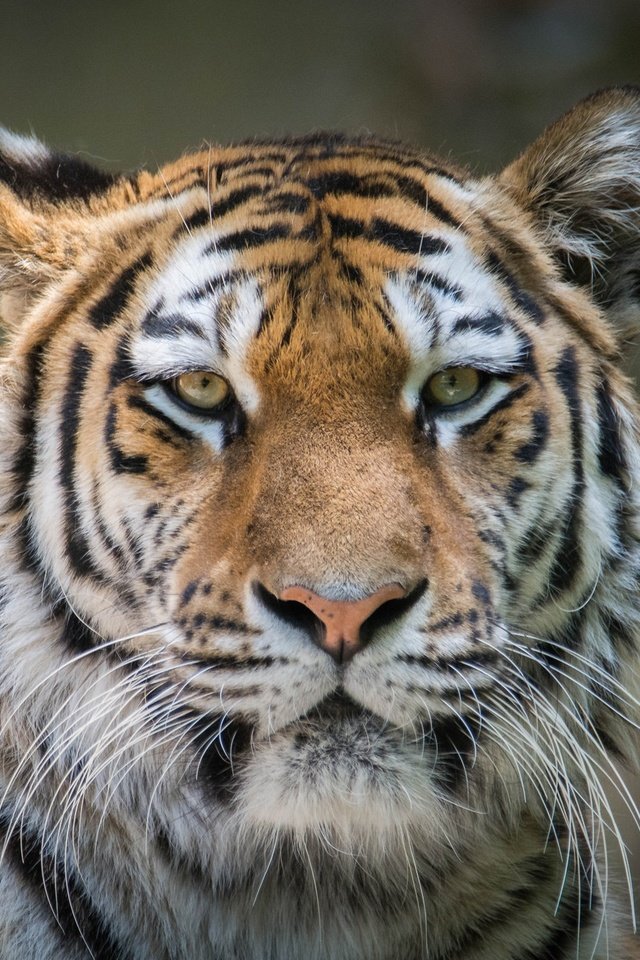 Обои тигр, морда, портрет, усы, взгляд, хищник, дикая кошка, tiger, face, portrait, mustache, look, predator, wild cat разрешение 2048x1280 Загрузить