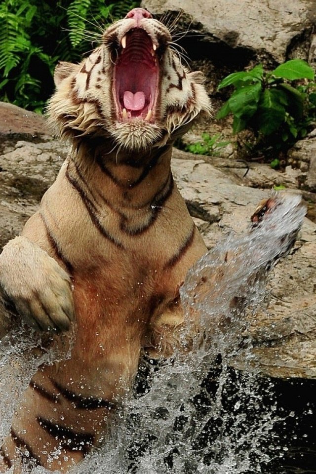 Обои тигр, вода, камни, брызги, прыжок, оскал, пасть, tiger, water, stones, squirt, jump, grin, mouth разрешение 1920x1080 Загрузить