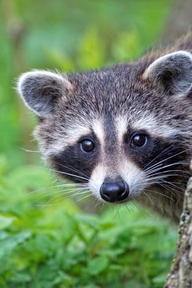 Обои трава, дерево, зелень, мордочка, взгляд, ствол, енот, grass, tree, greens, muzzle, look, trunk, raccoon разрешение 1920x1280 Загрузить