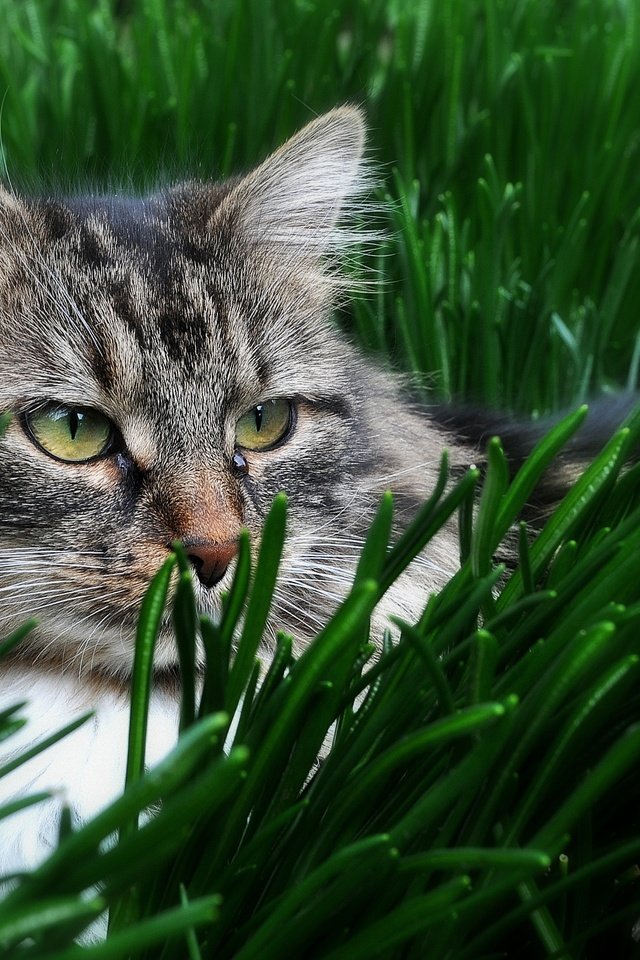 Обои глаза, трава, кот, кошка, взгляд, eyes, grass, cat, look разрешение 2738x1909 Загрузить