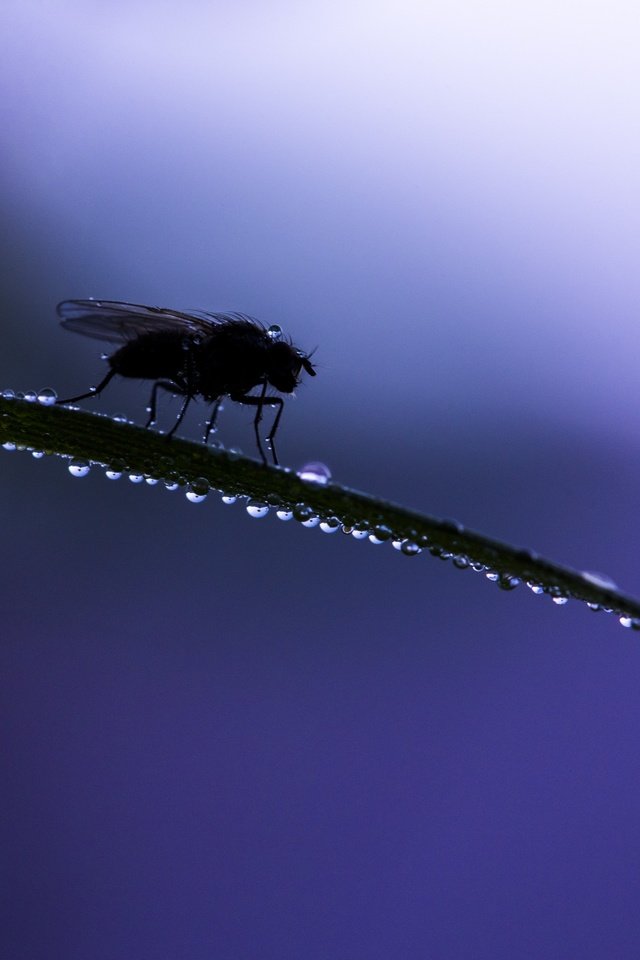 Обои трава, макро, насекомое, фон, капли, муха, grass, macro, insect, background, drops, fly разрешение 6016x4016 Загрузить