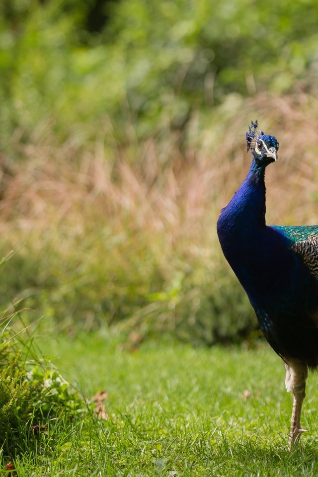 Обои трава, природа, поляна, птица, павлин, grass, nature, glade, bird, peacock разрешение 4719x2655 Загрузить