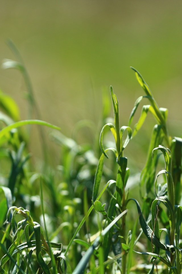 Обои трава, природа, зелень, макро, grass, nature, greens, macro разрешение 1920x1280 Загрузить