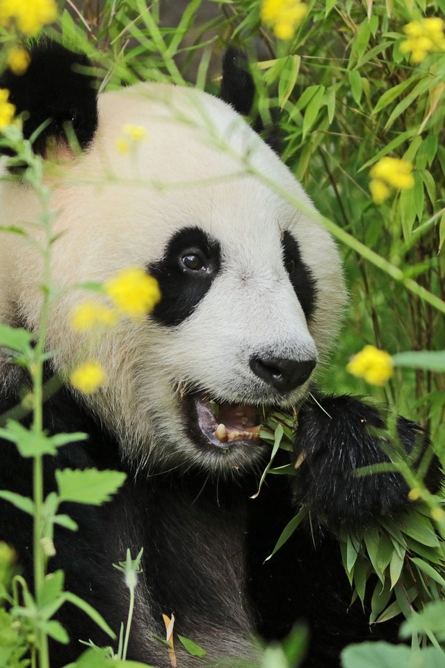Обои морда, цветы, трава, зелень, взгляд, панда, face, flowers, grass, greens, look, panda разрешение 5136x3464 Загрузить