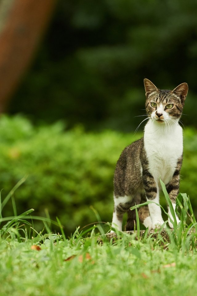 Обои трава, зелень, парк, кот, кусты, кошка, прогулка, grass, greens, park, cat, the bushes, walk разрешение 6016x3384 Загрузить