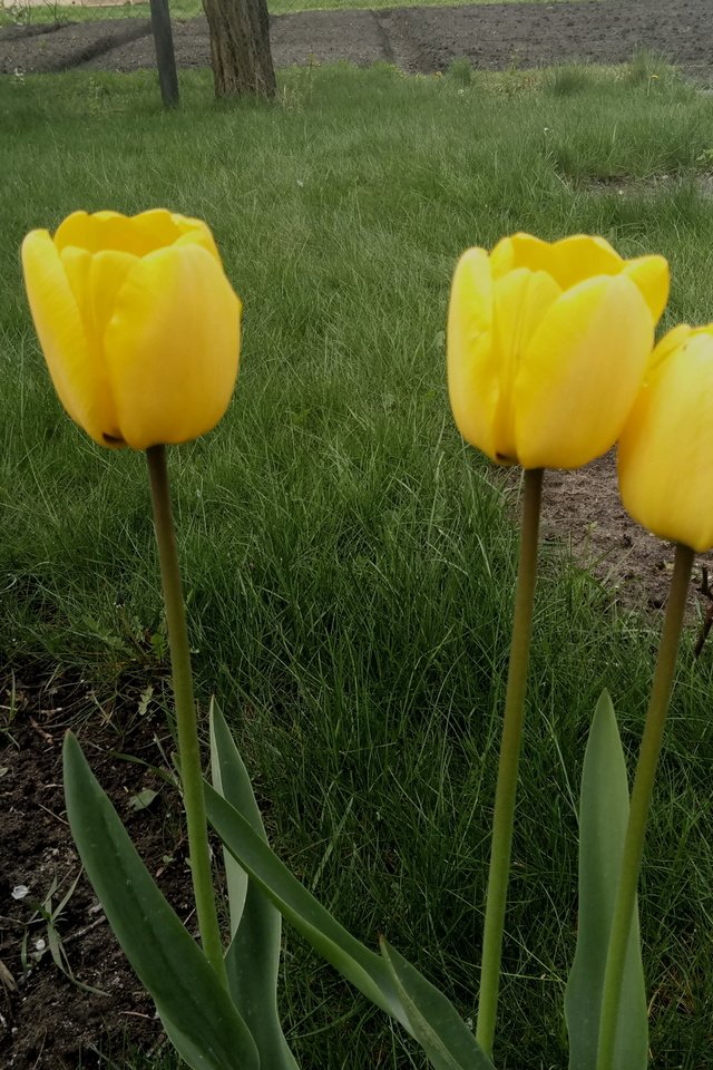 Обои цветы, трава, весна, тюльпаны, стебли, желтые, flowers, grass, spring, tulips, stems, yellow разрешение 4208x3120 Загрузить