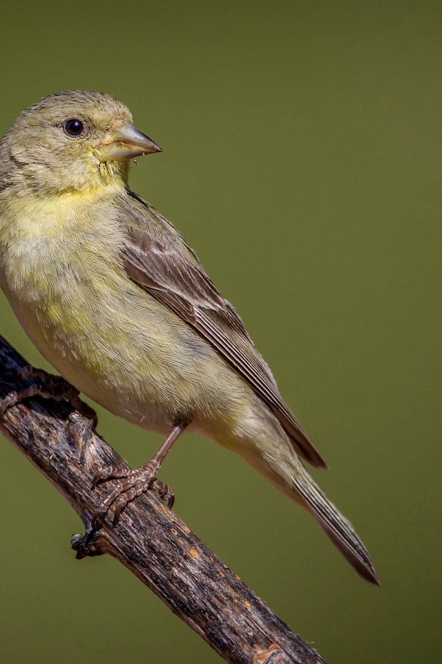 Обои ветка, птица, клюв, перья, хвост, щегол, branch, bird, beak, feathers, tail, goldfinch разрешение 2048x1152 Загрузить