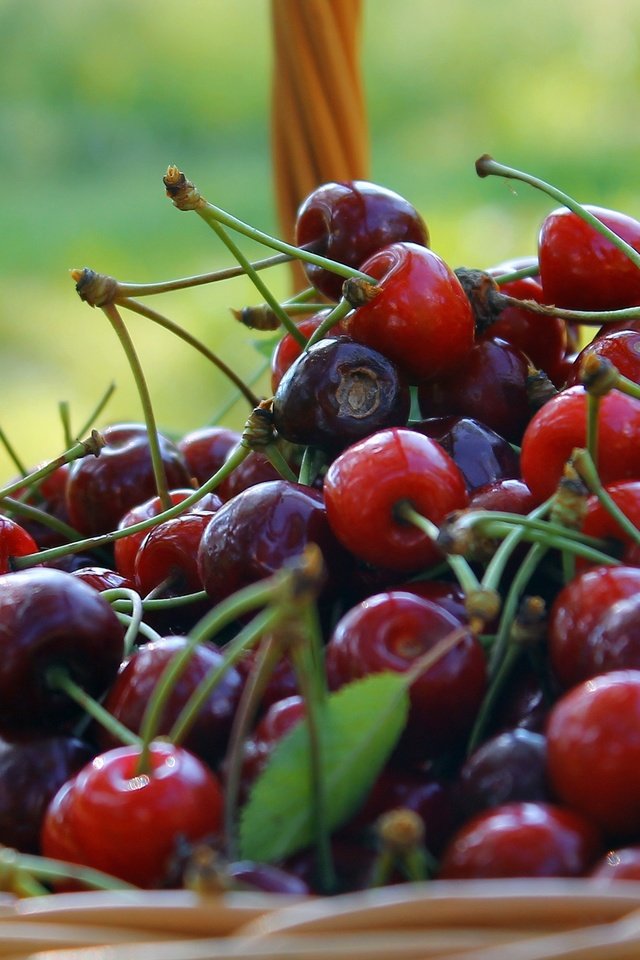 Обои фон, черешня, ягоды, вишня, корзинка, лукошко, background, cherry, berries, basket разрешение 3272x1841 Загрузить