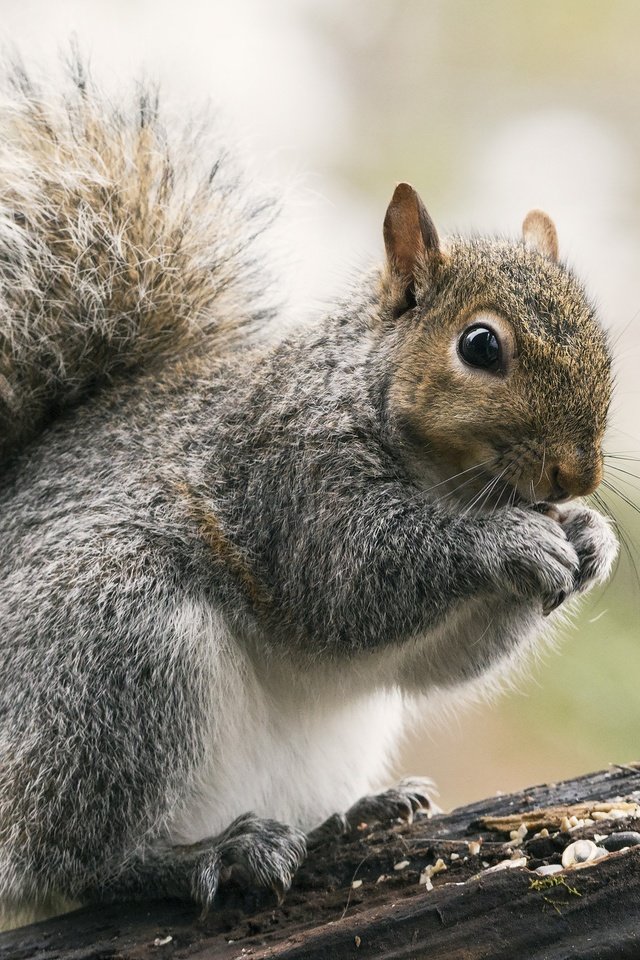 Обои взгляд, белка, зверек, хвост, белочка, грызун, look, protein, animal, tail, squirrel, rodent разрешение 2048x1471 Загрузить