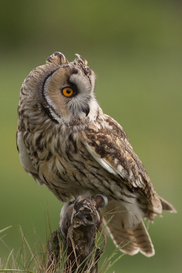 Обои трава, сова, взгляд, птица, клюв, перья, ушастая сова, grass, owl, look, bird, beak, feathers, long-eared owl разрешение 5760x3840 Загрузить