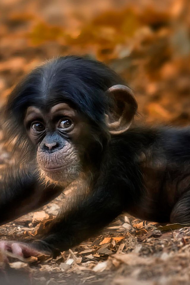 Обои мордочка, взгляд, животное, обезьяна, детеныш, шимпанзе, muzzle, look, animal, monkey, cub, chimpanzees разрешение 2048x1121 Загрузить