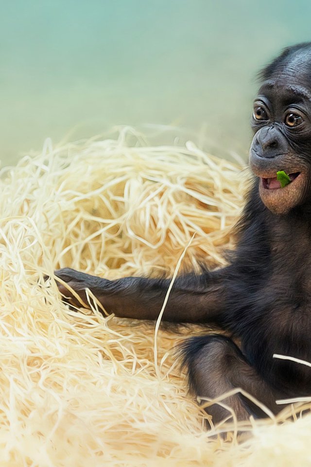 Обои мордочка, взгляд, животное, обезьяна, солома, детеныш, шимпанзе, muzzle, look, animal, monkey, straw, cub, chimpanzees разрешение 1971x1080 Загрузить