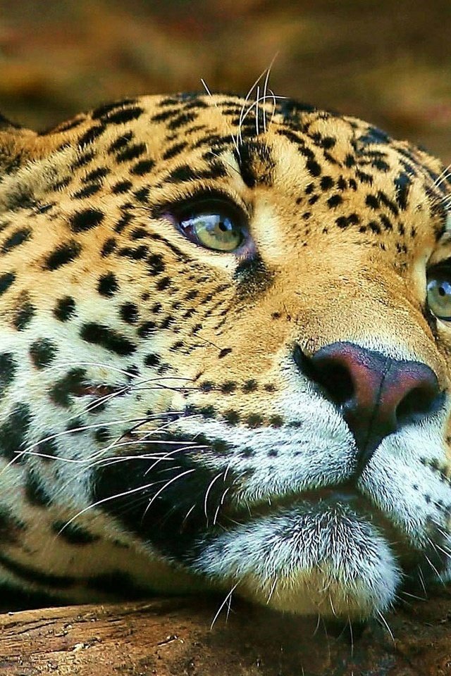 Обои морда, животные, взгляд, леопард, большая кошка, face, animals, look, leopard, big cat разрешение 1920x1080 Загрузить
