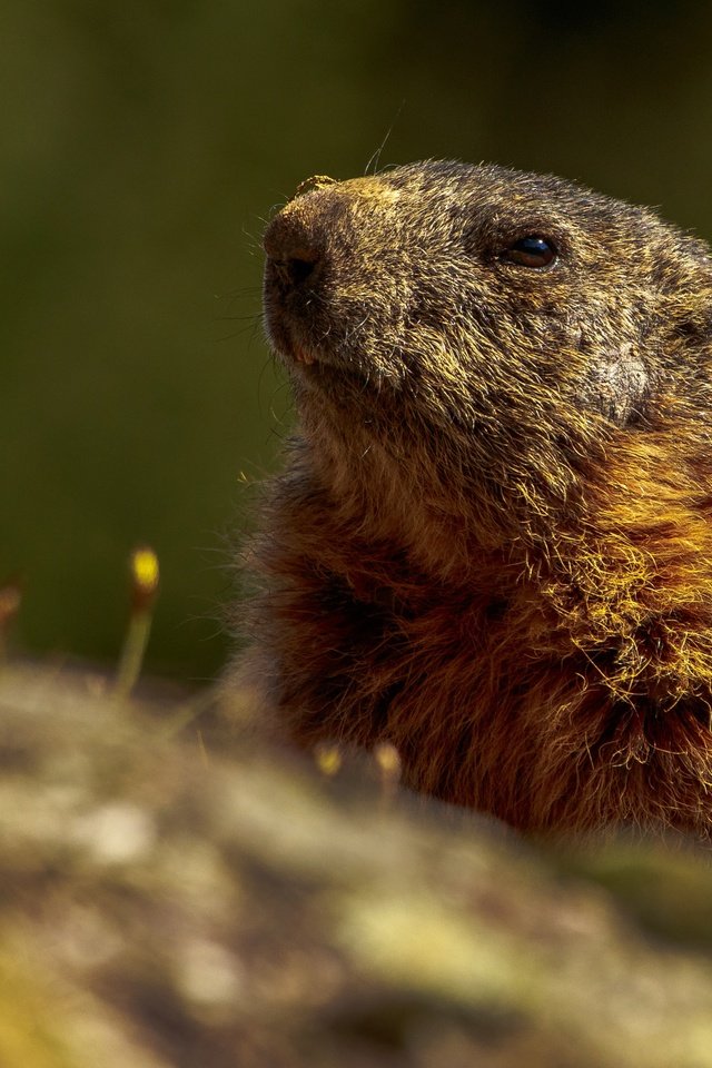 Обои животные, мордочка, сурок, грызуны, animals, muzzle, marmot, rodents разрешение 4342x2443 Загрузить