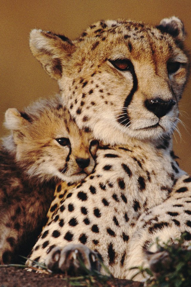 Обои животные, гепард, савана, детеныш, гепарды, animals, cheetah, savana, cub, cheetahs разрешение 1920x1200 Загрузить