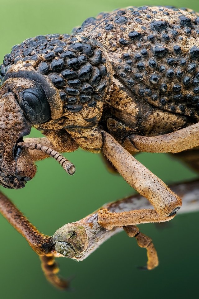 Обои жук, макро, насекомое, слоник, долгоносик, beetle, macro, insect, elephant, weevil разрешение 2048x1366 Загрузить