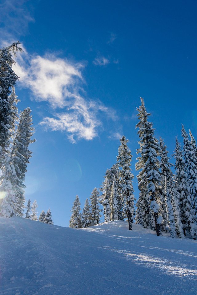 Обои небо, облака, деревья, солнце, снег, природа, лес, зима, the sky, clouds, trees, the sun, snow, nature, forest, winter разрешение 3840x2400 Загрузить