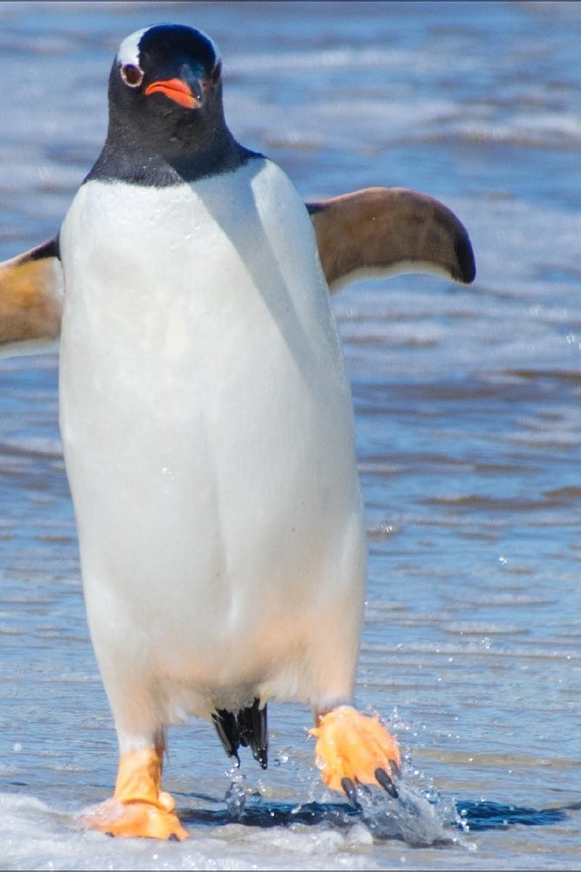 Обои вода, лапы, птица, клюв, животное, пингвин, water, paws, bird, beak, animal, penguin разрешение 2860x1610 Загрузить