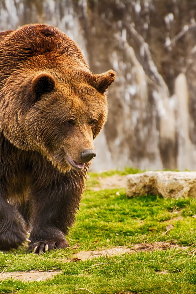 Обои морда, трава, лапы, медведь, мокрый, бурый медведь, face, grass, paws, bear, wet, brown bear разрешение 2560x1707 Загрузить