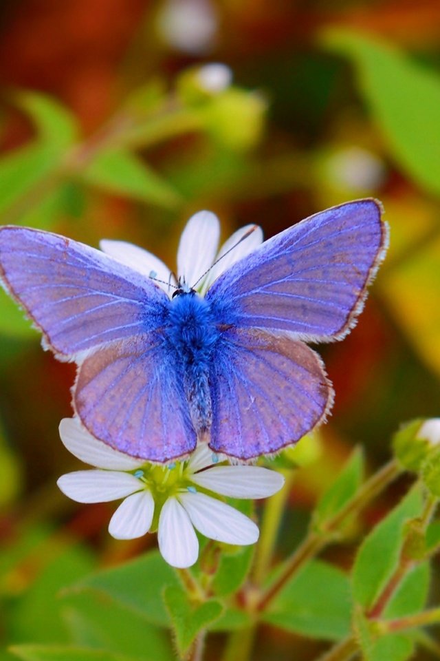 Обои цветы, насекомое, бабочка, крылья, размытость, flowers, insect, butterfly, wings, blur разрешение 3000x1743 Загрузить