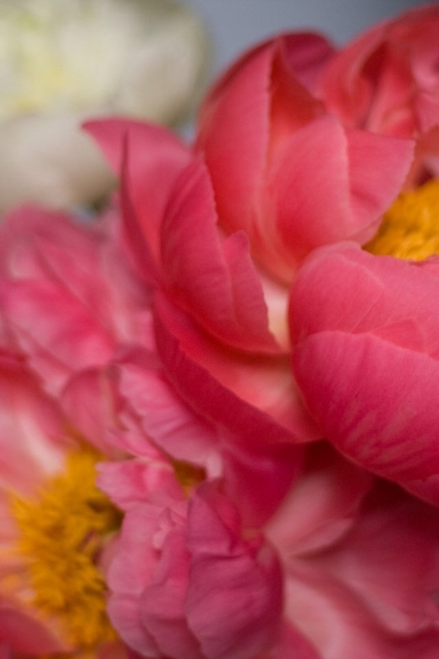 Обои цветы, лепестки, розовые, пионы, flowers, petals, pink, peonies разрешение 2400x1350 Загрузить