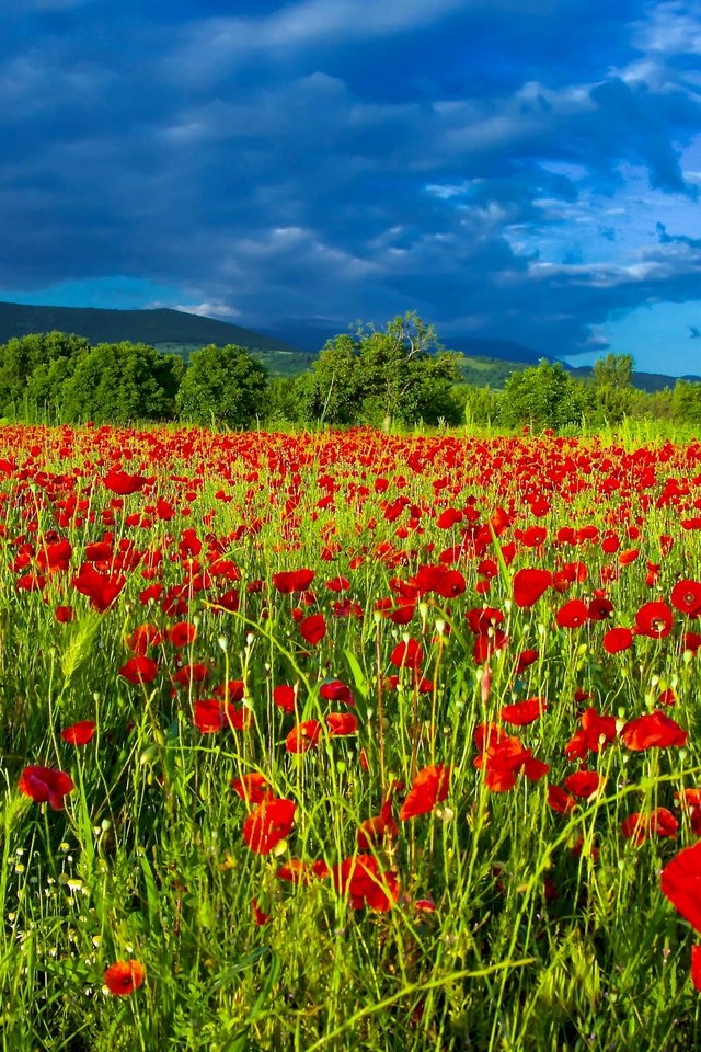 Обои небо, цветы, облака, поле, лето, маки, чертополох, маковое поле, the sky, flowers, clouds, field, summer, maki, thistle, poppy field разрешение 2560x1707 Загрузить