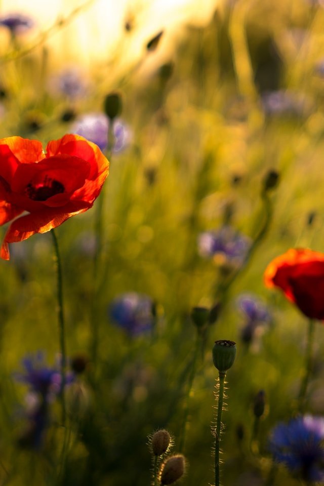 Обои цветы, природа, маки, стебли, васильки, flowers, nature, maki, stems, cornflowers разрешение 2048x1194 Загрузить