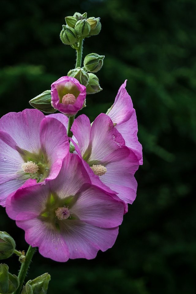 Обои цветы, лепестки, розовые, боке, мальва, flowers, petals, pink, bokeh, mallow разрешение 2048x1451 Загрузить