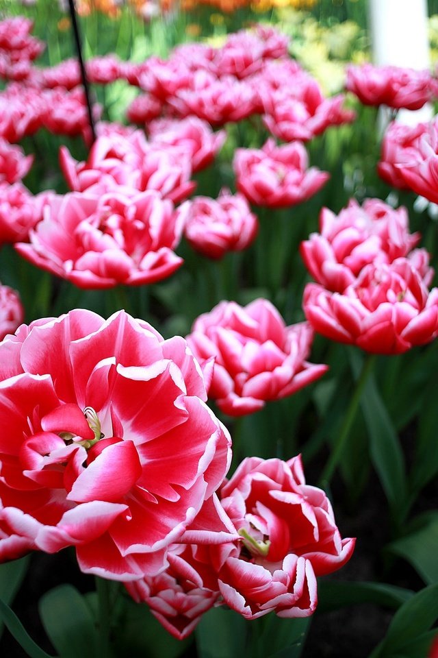 Обои цветы, лепестки, весна, тюльпаны, flowers, petals, spring, tulips разрешение 2048x1365 Загрузить