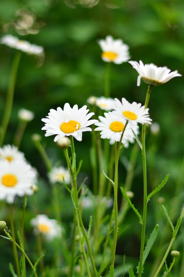 Обои цветы, поле, лето, лепестки, ромашки, белые, flowers, field, summer, petals, chamomile, white разрешение 4496x3000 Загрузить