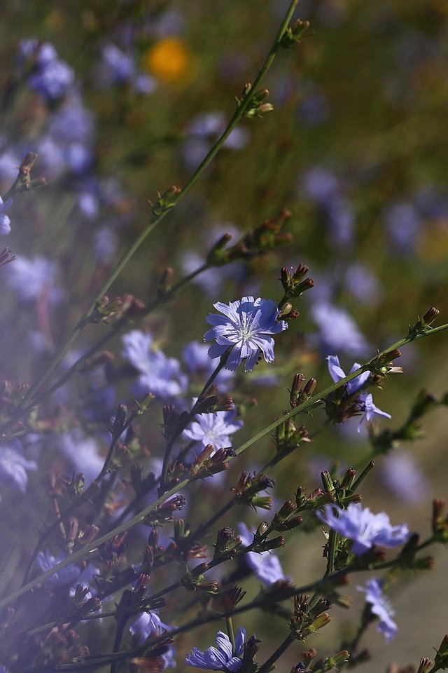 Обои фон, лето, стебли, цветочки, цикорий, background, summer, stems, flowers, chicory разрешение 1920x1280 Загрузить