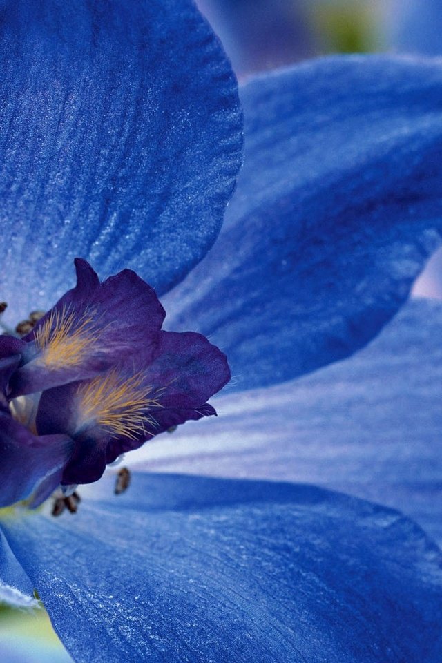 Обои макро, цветок, лепестки, синий цветок, дельфиниум, macro, flower, petals, blue flower, delphinium разрешение 1920x1200 Загрузить