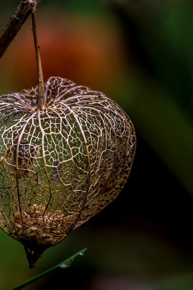 Обои макро, фон, семена, физалис, коробочка, macro, background, seeds, physalis, box разрешение 2048x1389 Загрузить