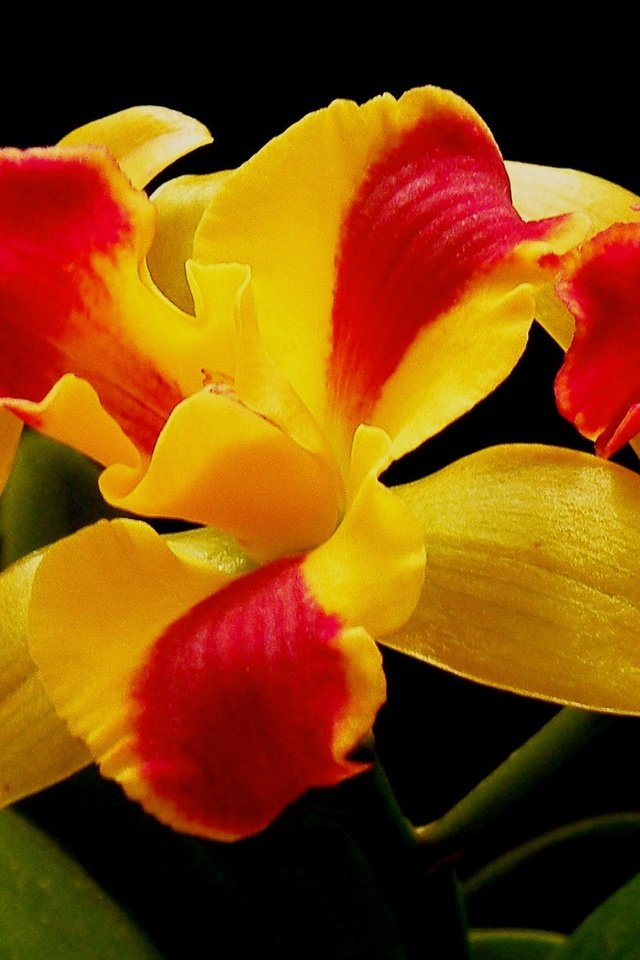 Обои цветы, макро, лепестки, орхидея, соцветие, flowers, macro, petals, orchid, inflorescence разрешение 2800x1441 Загрузить