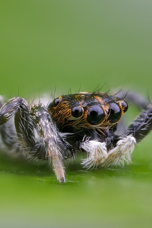 Обои глаза, макро, насекомое, паук, волоски, лапки, боке, eyes, macro, insect, spider, hairs, legs, bokeh разрешение 2000x1333 Загрузить