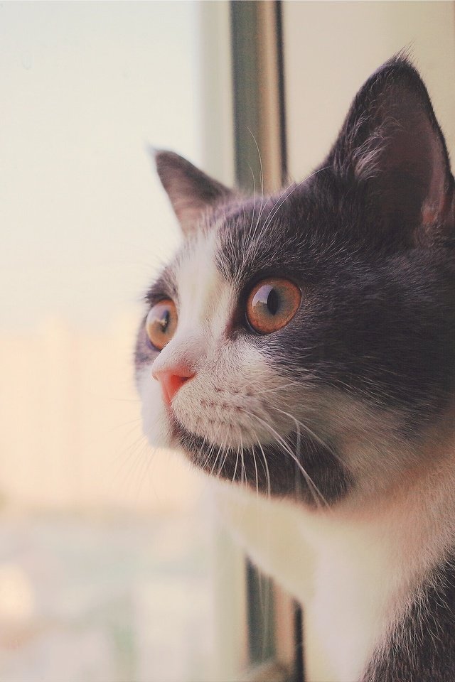Обои кот, мордочка, усы, кошка, взгляд, окно, cat, muzzle, mustache, look, window разрешение 2048x1357 Загрузить