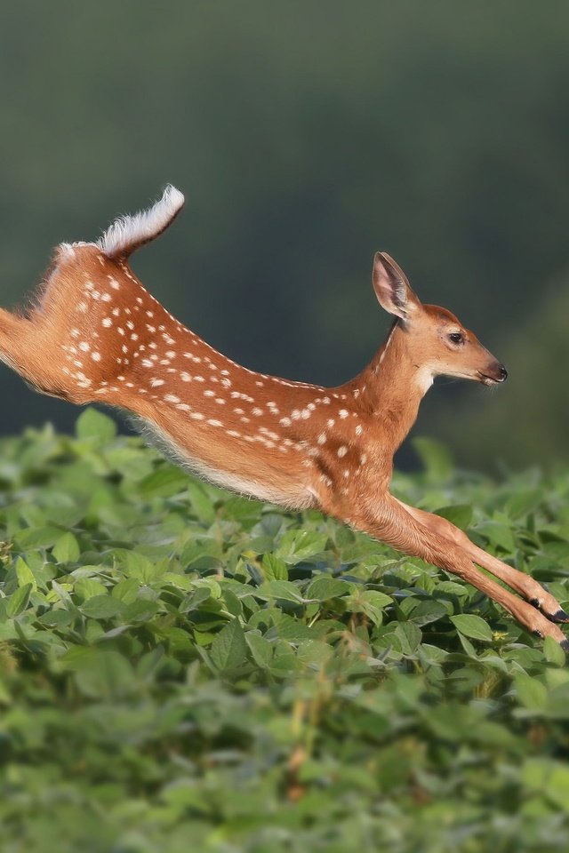 Обои растения, олень, прыжок, олененок, белохвостый олень, plants, deer, jump, fawn, white-tailed deer разрешение 2048x1365 Загрузить